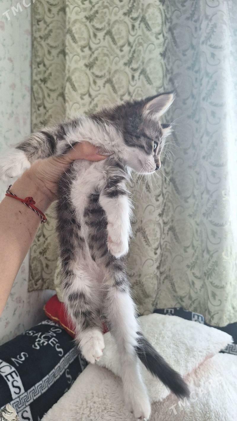 котенок - Ашхабад - img 2