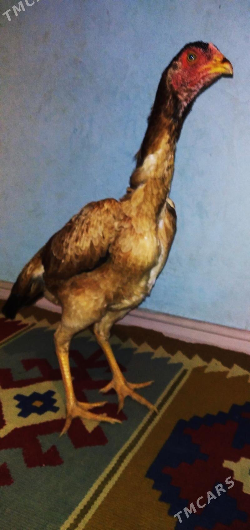 KÜL JUJE - Достлук - img 1