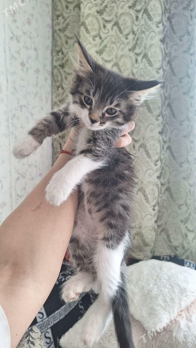 котенок - Ашхабад - img 1