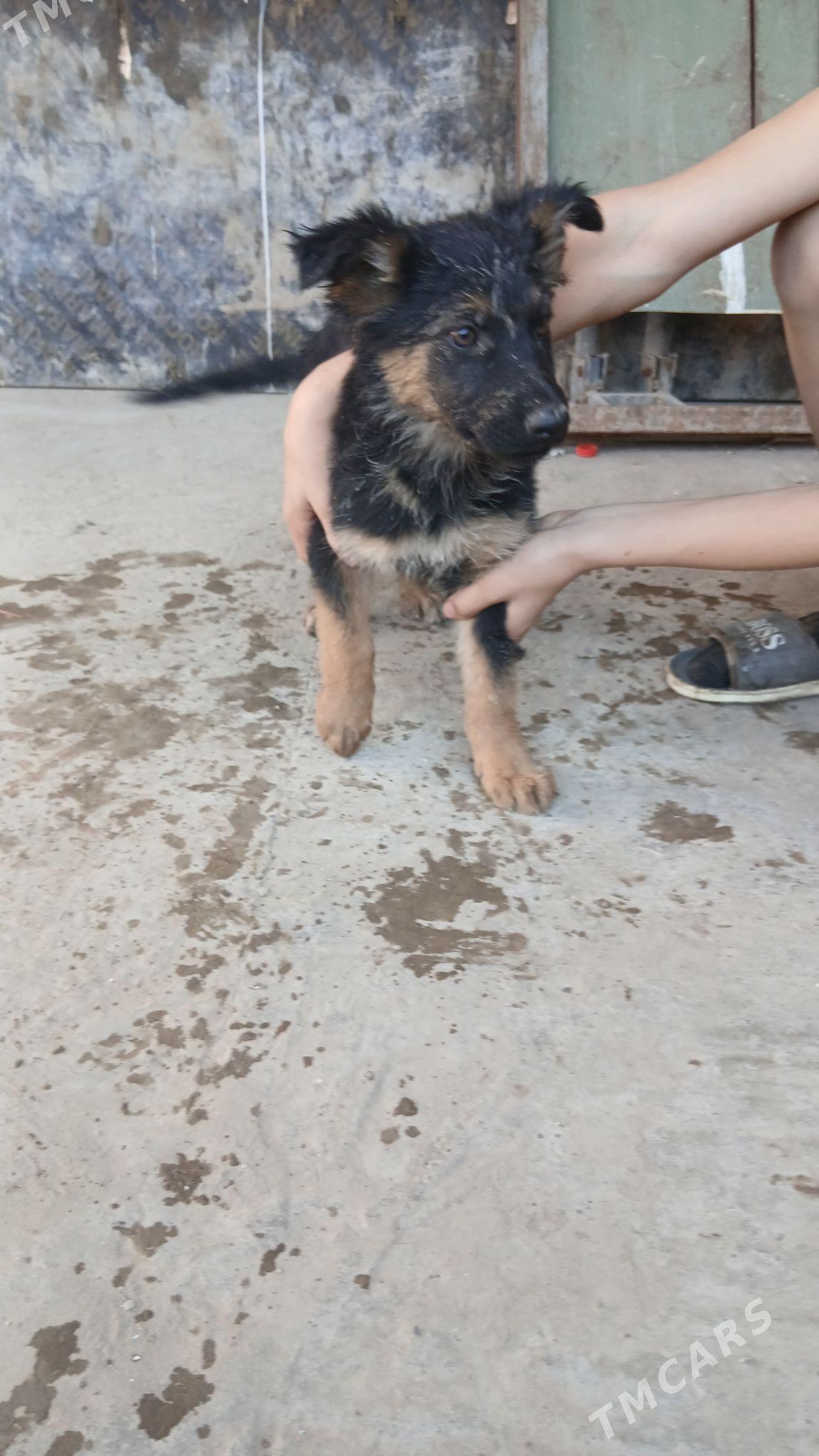 Awcarka Nimetski - Daşoguz - img 3