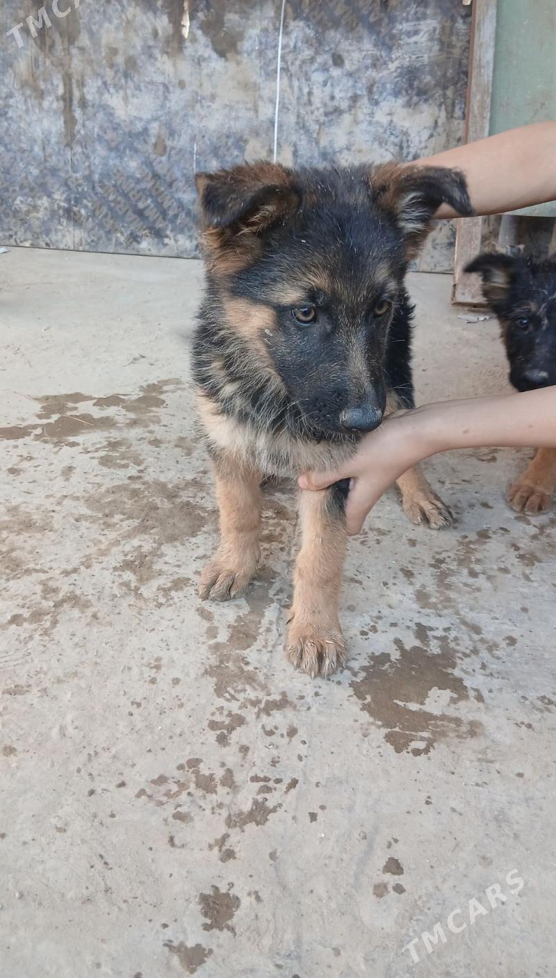 Awcarka Nimetski - Daşoguz - img 4