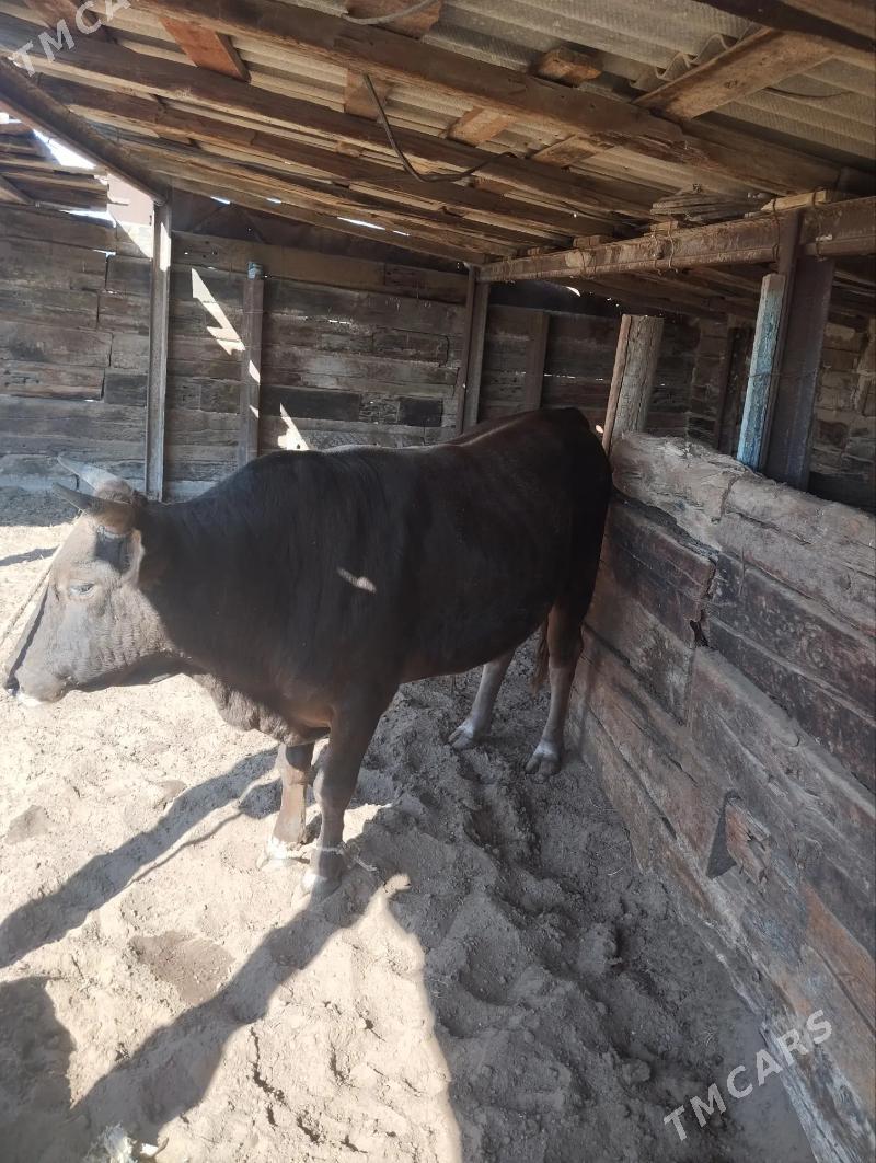 öküz - Берекет - img 2