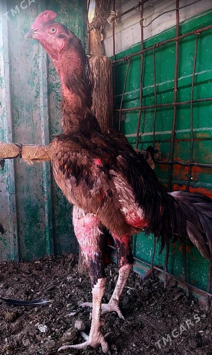 KÜL JUJE - Достлук - img 2