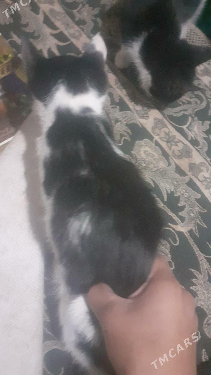 Pisikler - Görogly (Tagta) - img 2