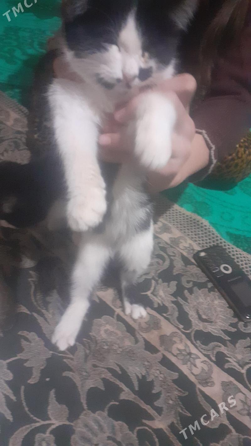 Pisikler - Görogly (Tagta) - img 3