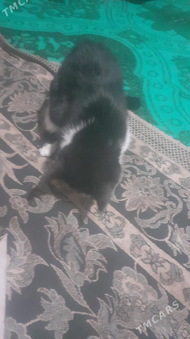 Pisikler - Görogly (Tagta) - img 8