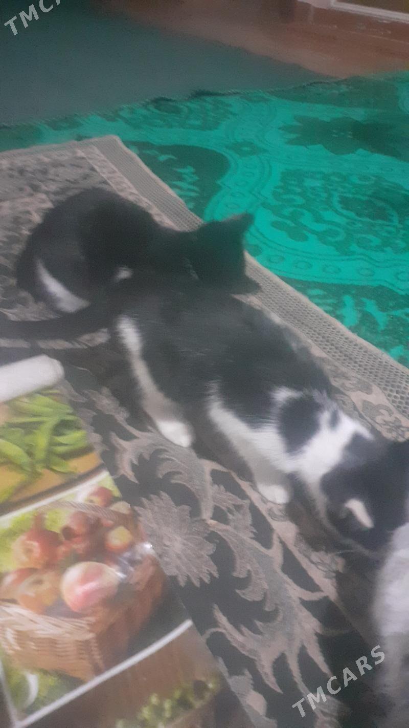 Pisikler - Görogly (Tagta) - img 9