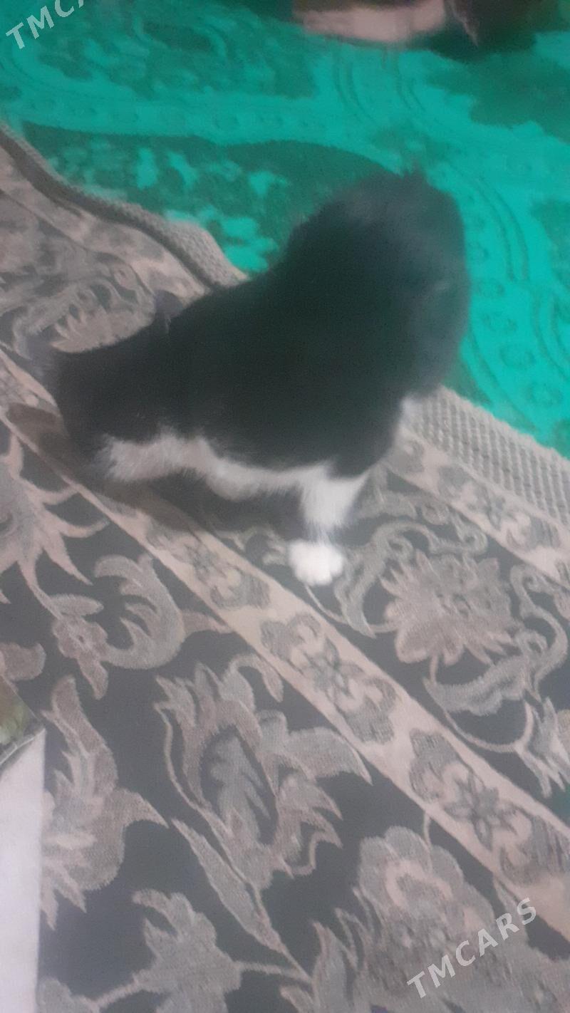 Pisikler - Görogly (Tagta) - img 5