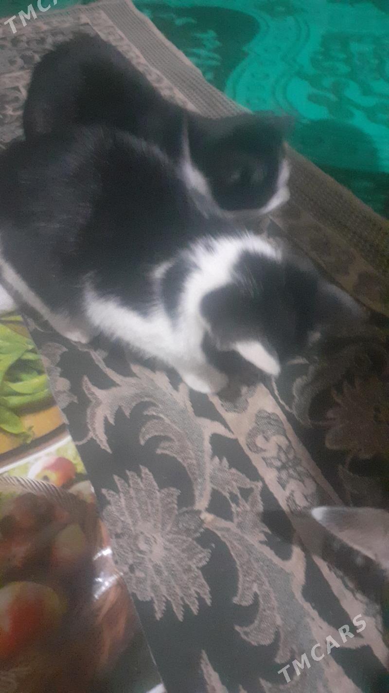 Pisikler - Görogly (Tagta) - img 6