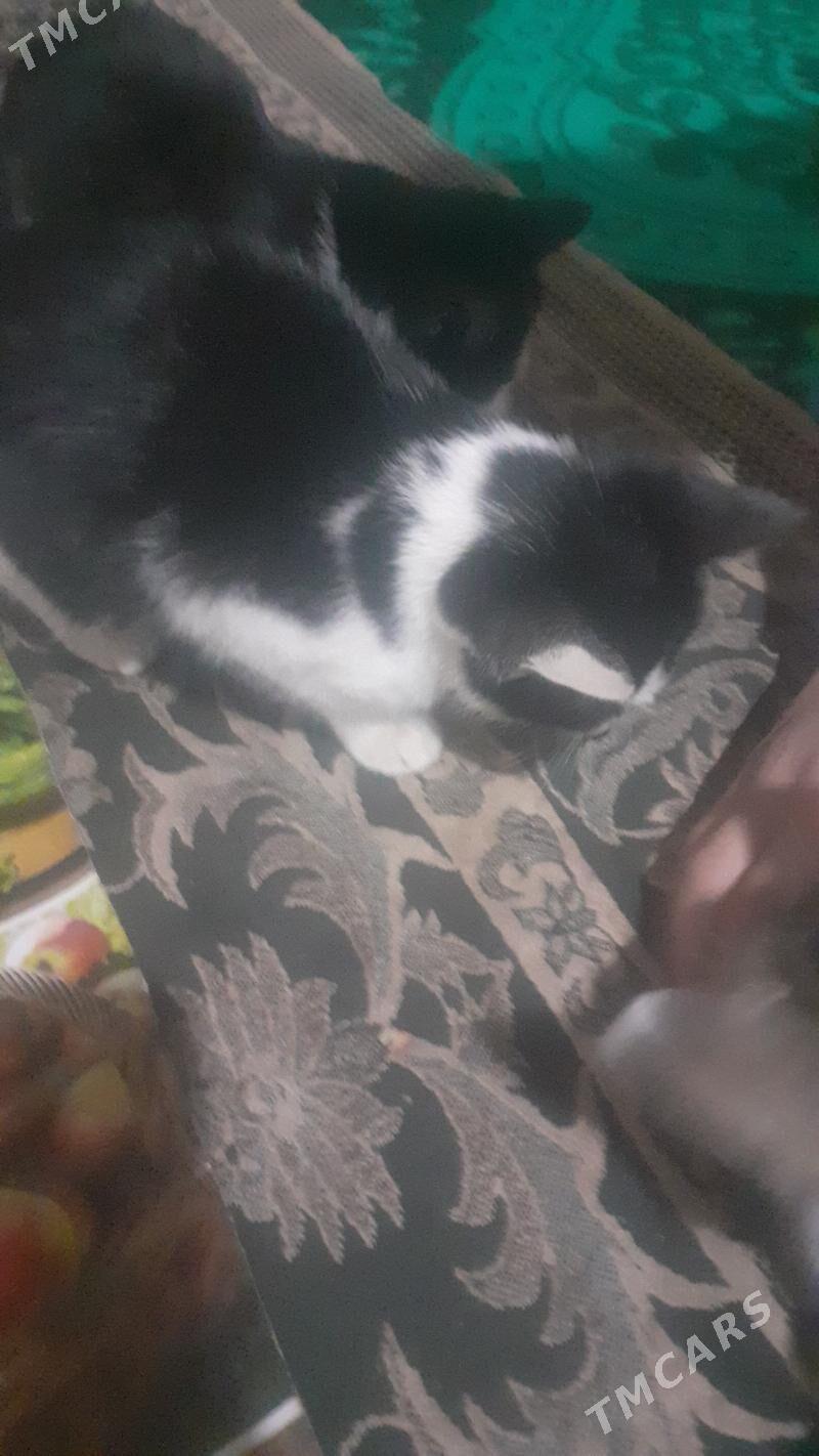 Pisikler - Görogly (Tagta) - img 7