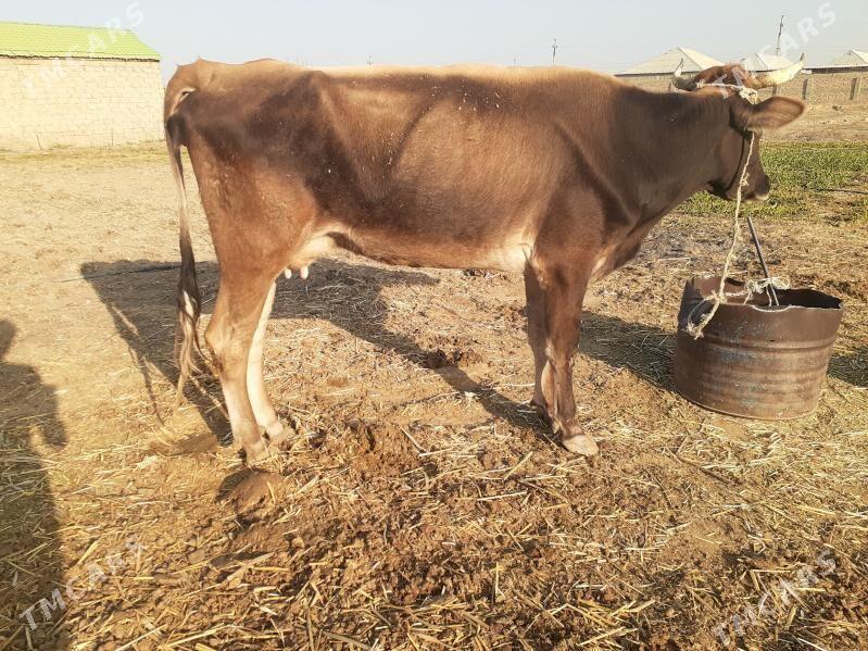 göleli sygyr, gysyr sygyr, tüw - Gökdepe - img 1