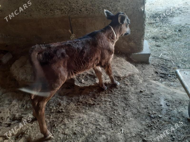 göleli sygyr, gysyr sygyr, tüw - Gökdepe - img 3