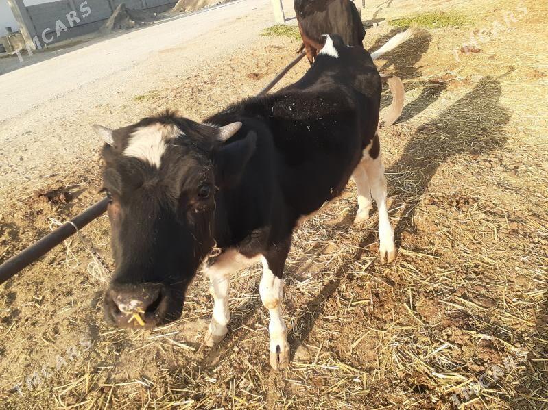 göleli sygyr, gysyr sygyr, tüw - Gökdepe - img 7