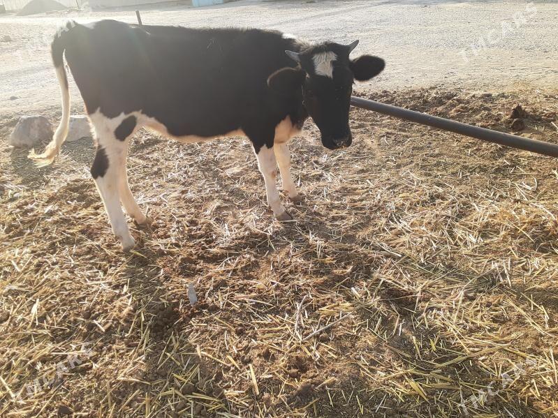 göleli sygyr, gysyr sygyr, tüw - Gökdepe - img 8