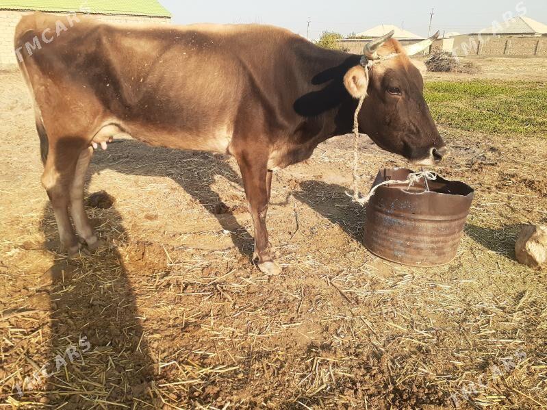 göleli sygyr, gysyr sygyr, tüw - Gökdepe - img 2