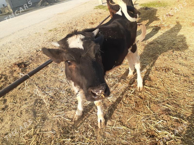 göleli sygyr, gysyr sygyr, tüw - Gökdepe - img 10