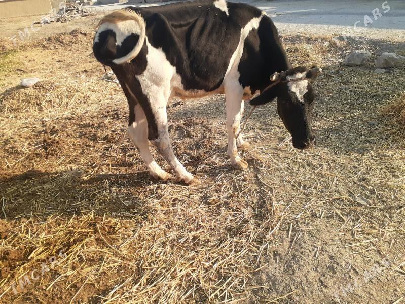 göleli sygyr, gysyr sygyr, tüw - Gökdepe - img 5