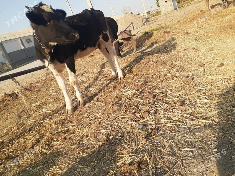 göleli sygyr, gysyr sygyr, tüw - Gökdepe - img 9