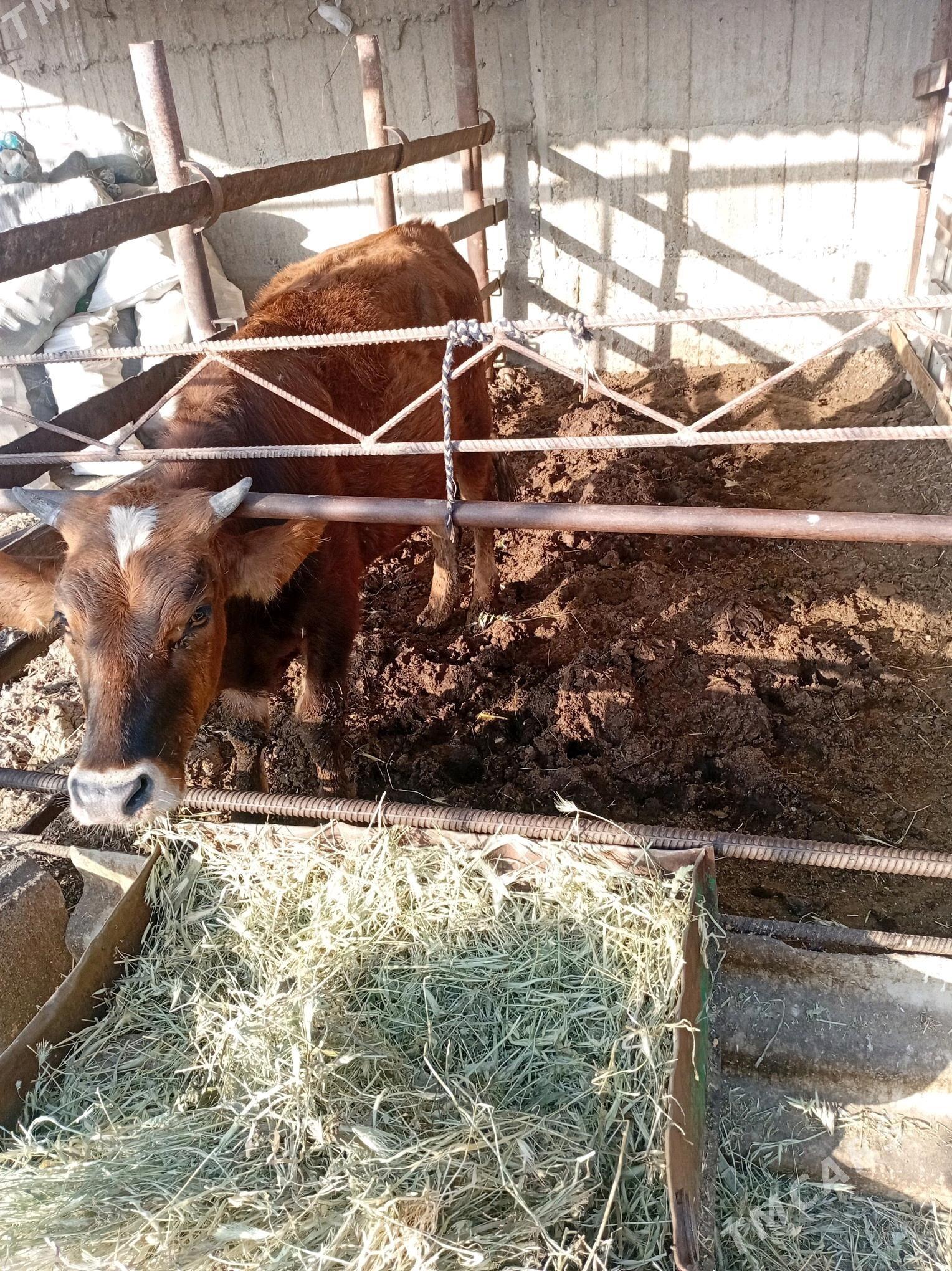 swes biçilen ökiz - Gökdepe - img 2