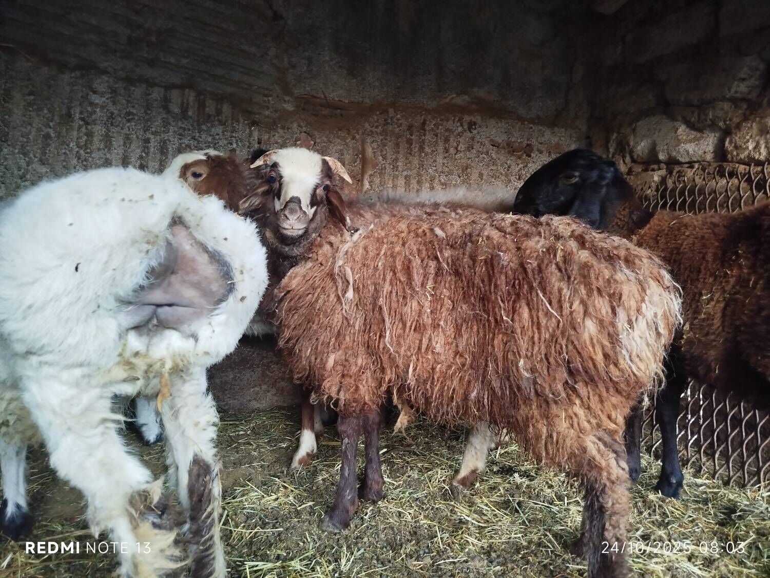 Gisar guzuly goýun - Aşgabat - img 3