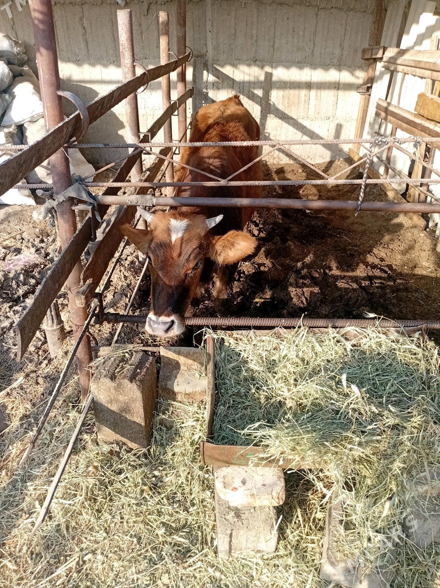 swes biçilen ökiz - Gökdepe - img 3