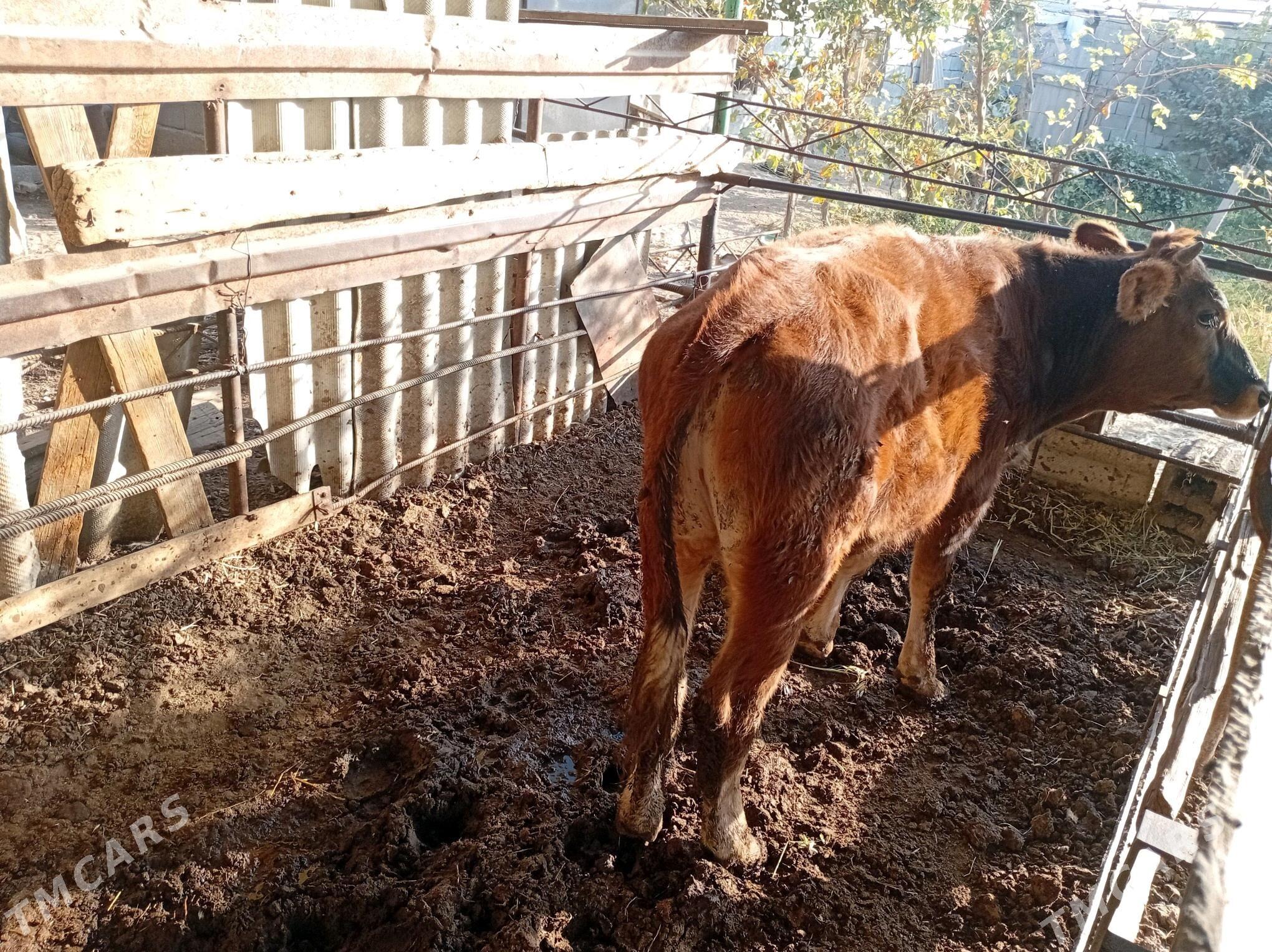 swes biçilen ökiz - Gökdepe - img 5