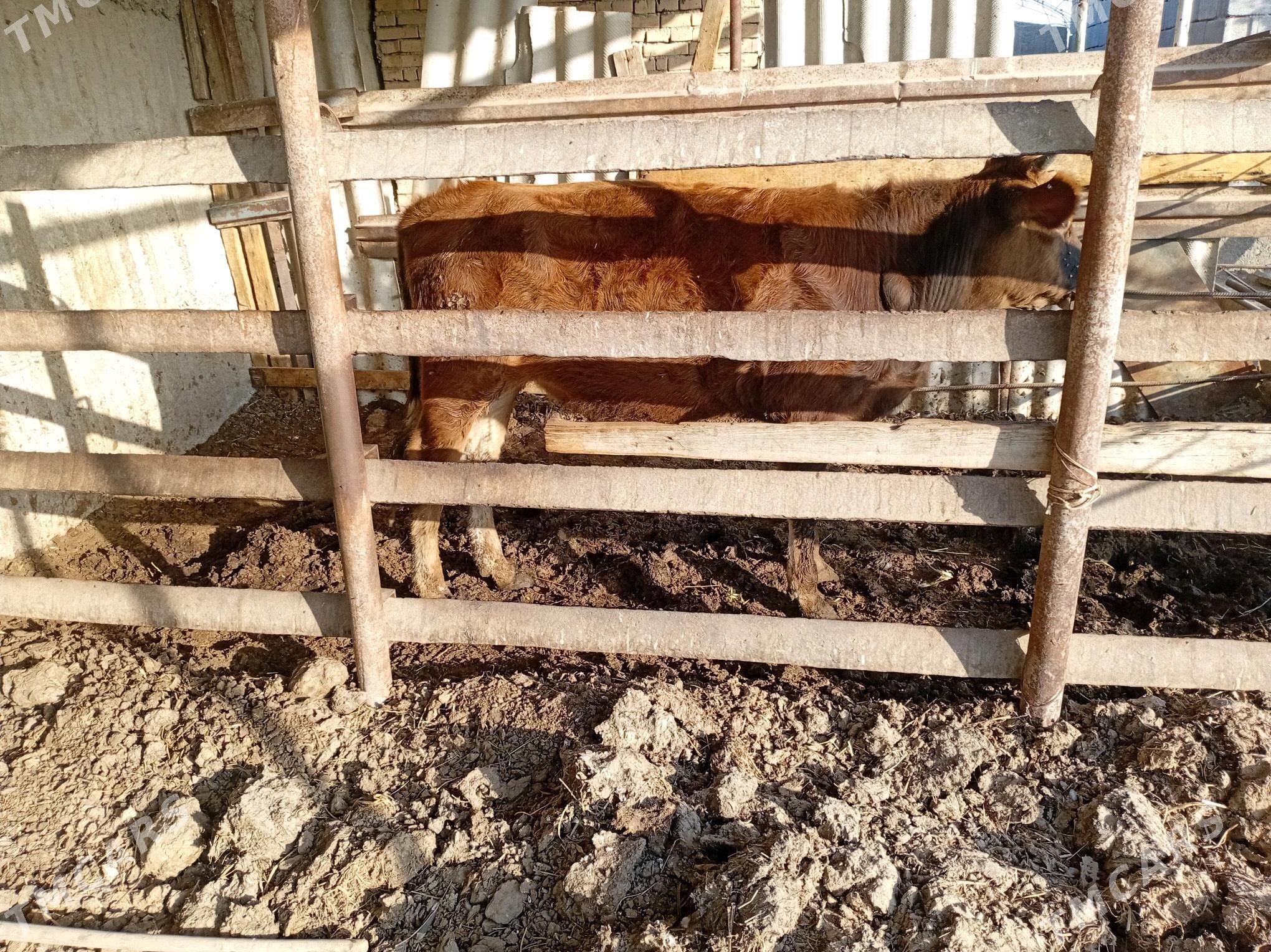 swes biçilen ökiz - Gökdepe - img 4