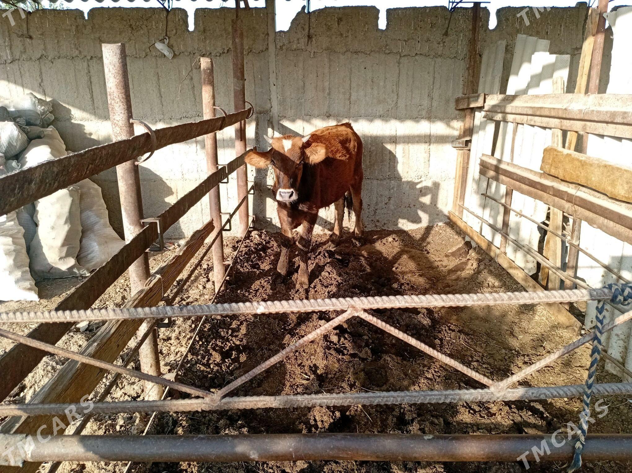 swes biçilen ökiz - Gökdepe - img 6