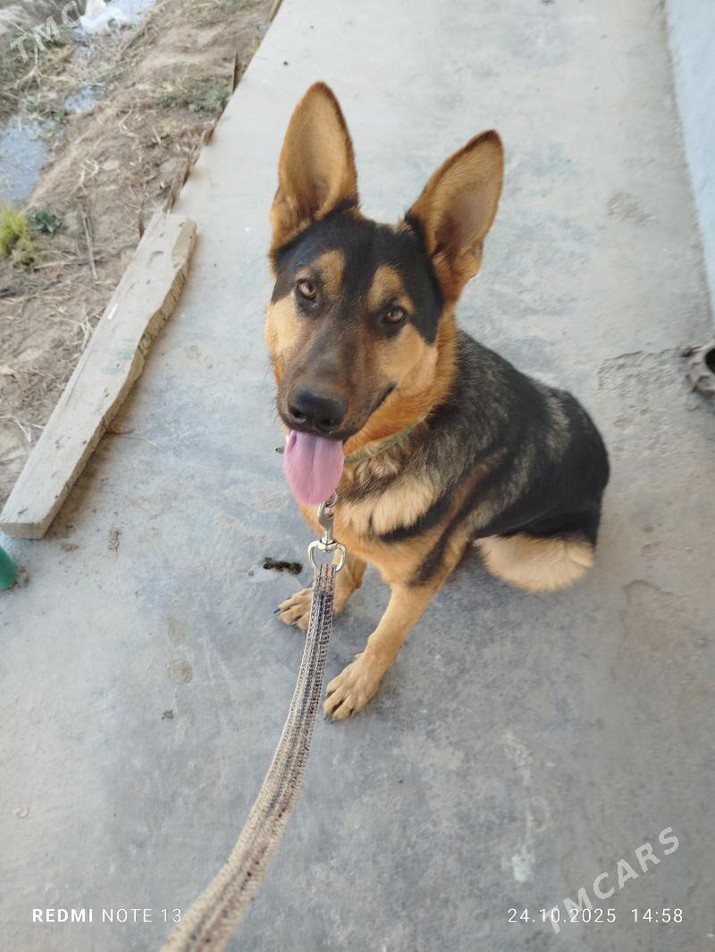 каплан - Şabat etr. - img 1