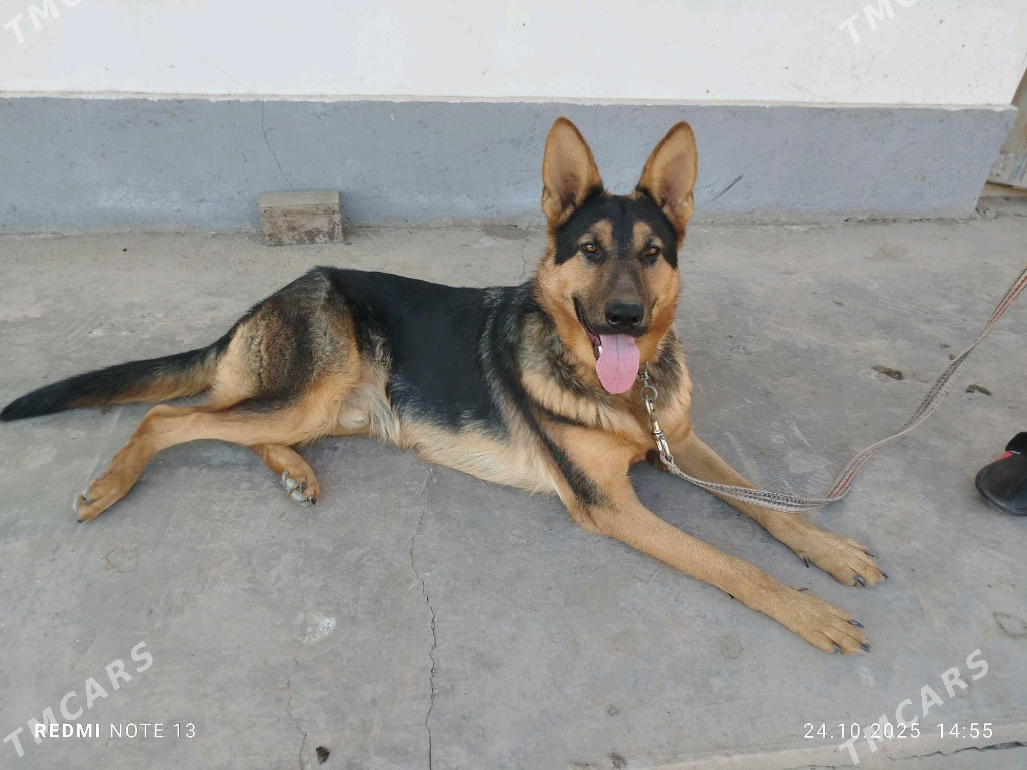 каплан - Şabat etr. - img 2