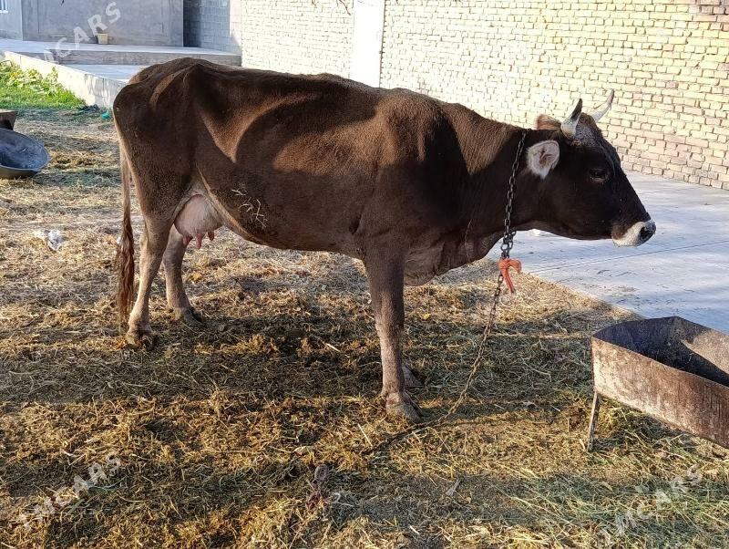 Sygyr Goleli - Гёкдепе - img 4