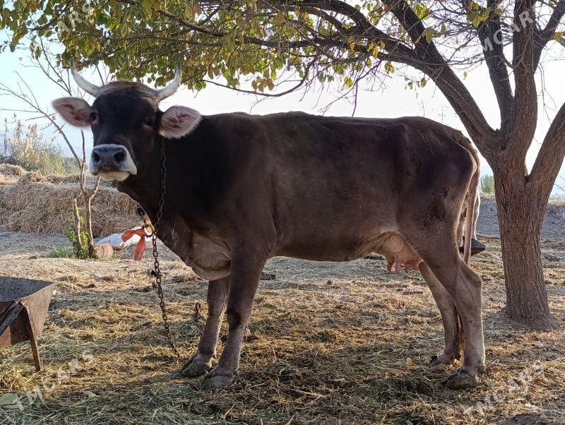 Sygyr Goleli - Гёкдепе - img 1