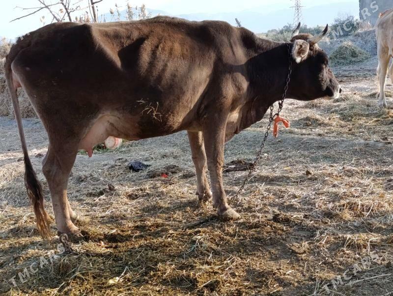 Sygyr Goleli - Гёкдепе - img 2