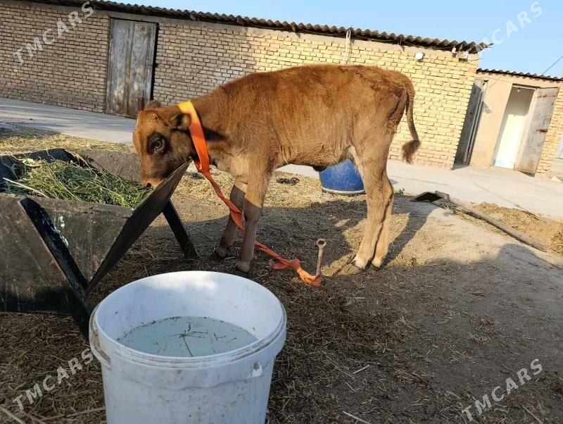 Sygyr Goleli - Гёкдепе - img 5