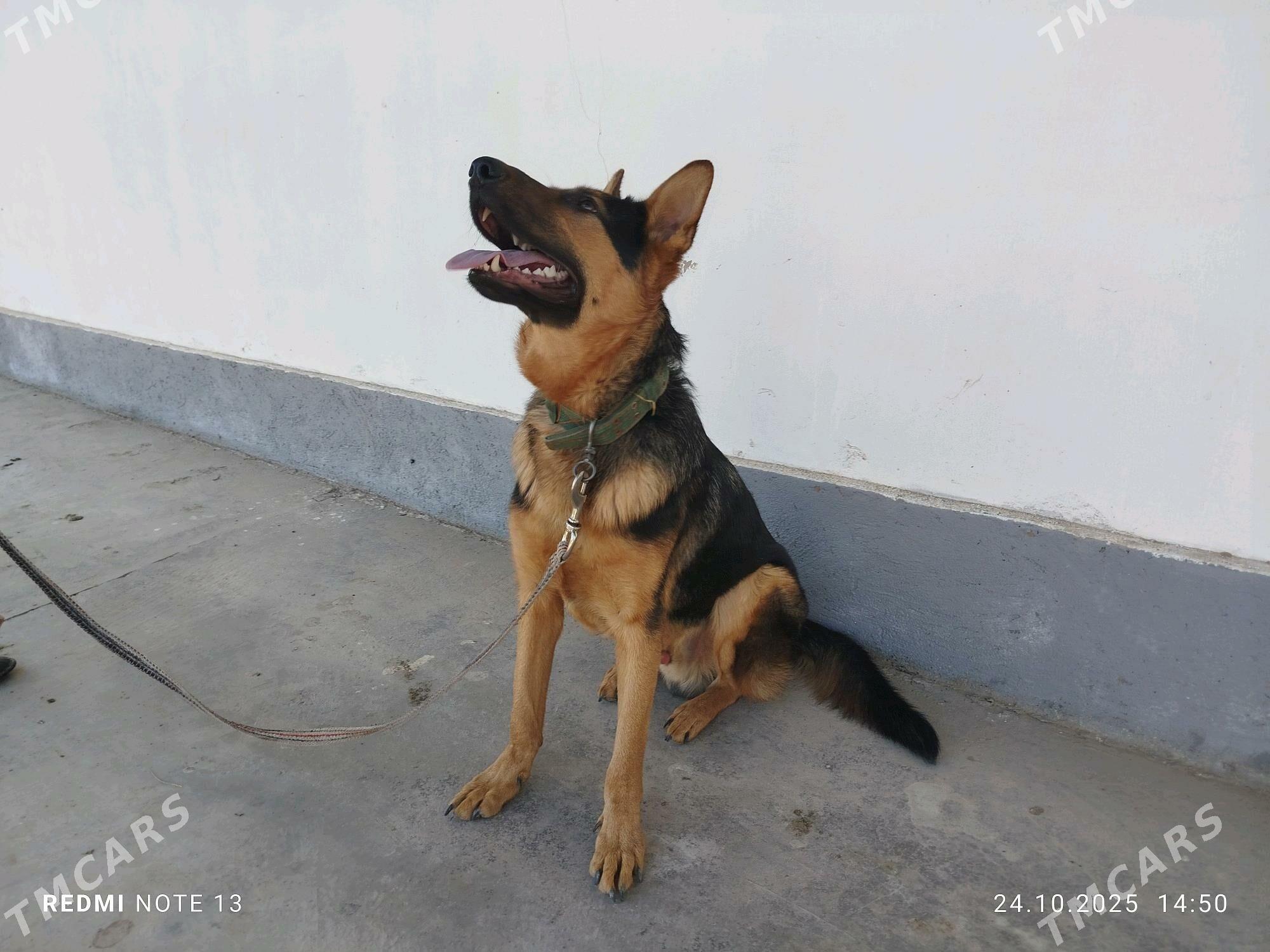 каплан - Şabat etr. - img 4