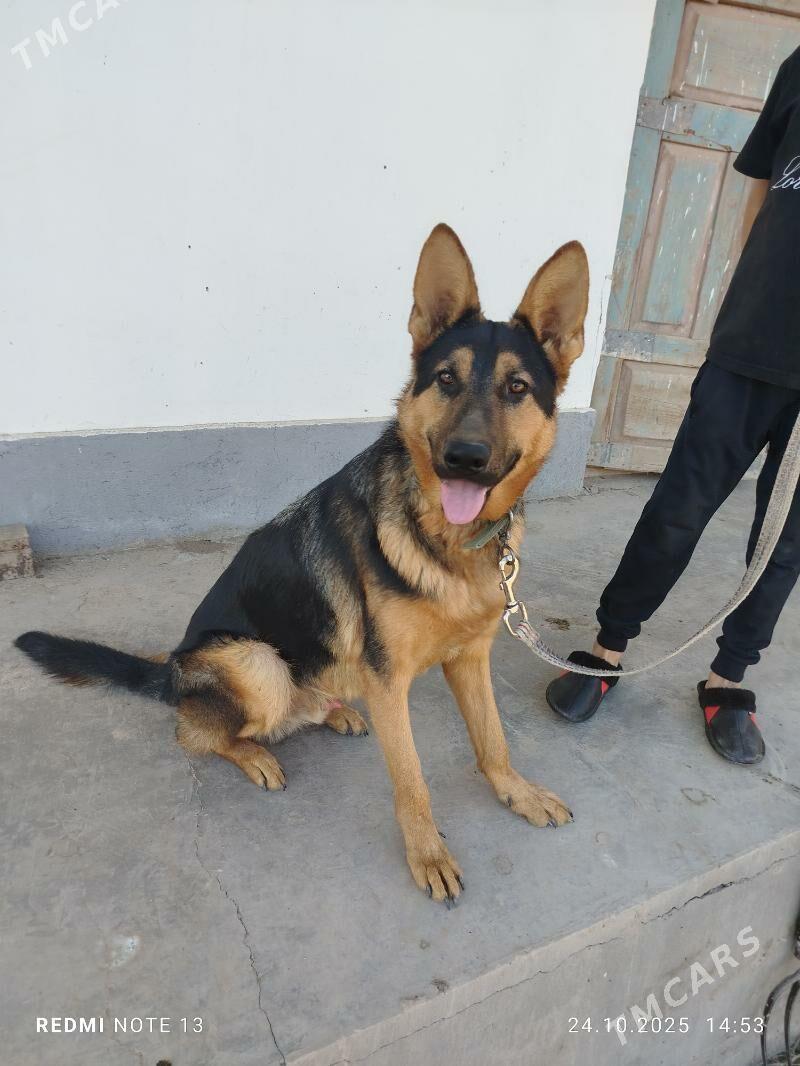 каплан - Şabat etr. - img 3