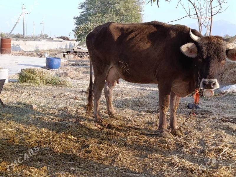 Sygyr Goleli - Гёкдепе - img 3