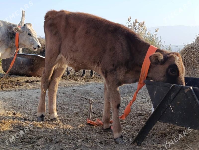 Sygyr Goleli - Гёкдепе - img 6