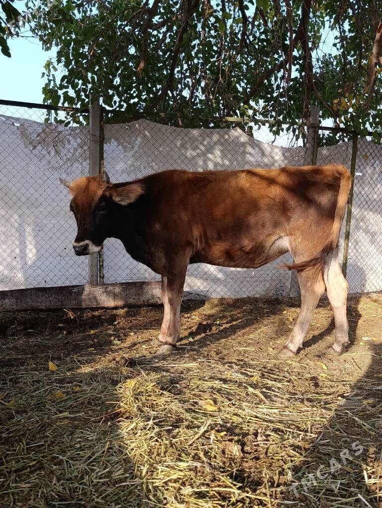 Öküz  Tüve - Гёкдепе - img 7