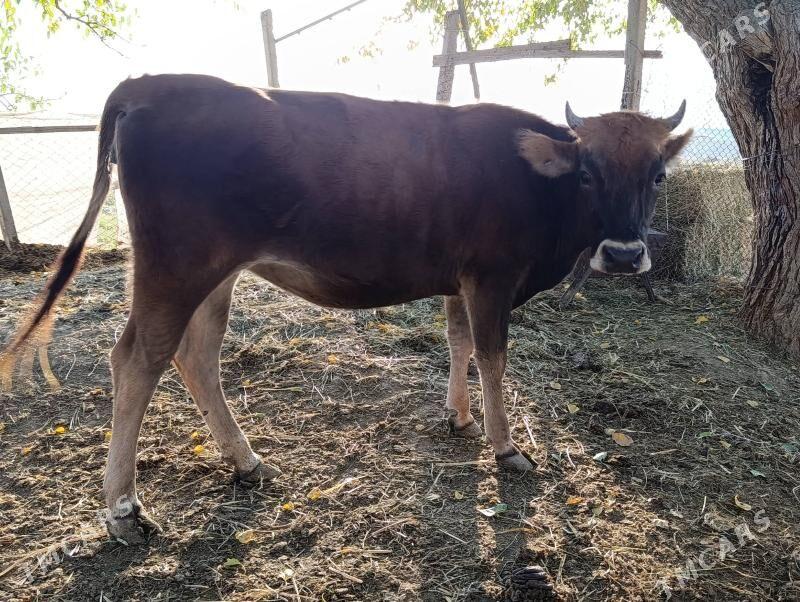 Öküz  Tüve - Гёкдепе - img 10