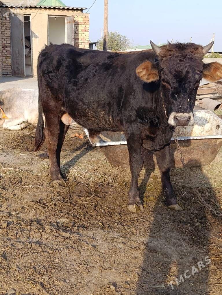 Öküz  Tüve - Гёкдепе - img 2