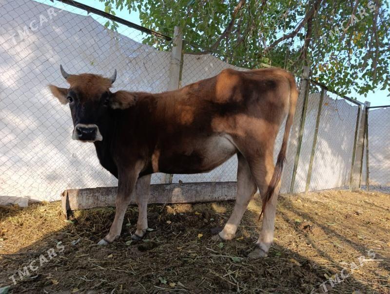 Öküz  Tüve - Гёкдепе - img 9