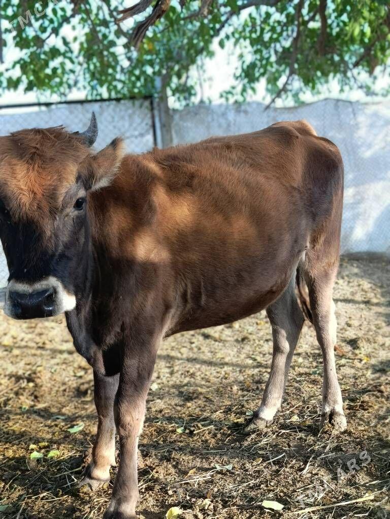 Öküz  Tüve - Гёкдепе - img 8