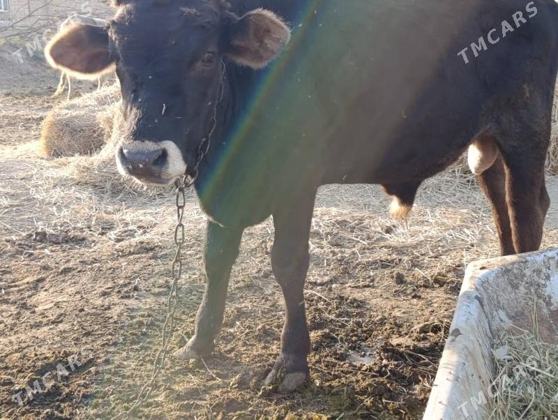 Öküz  Tüve - Гёкдепе - img 4