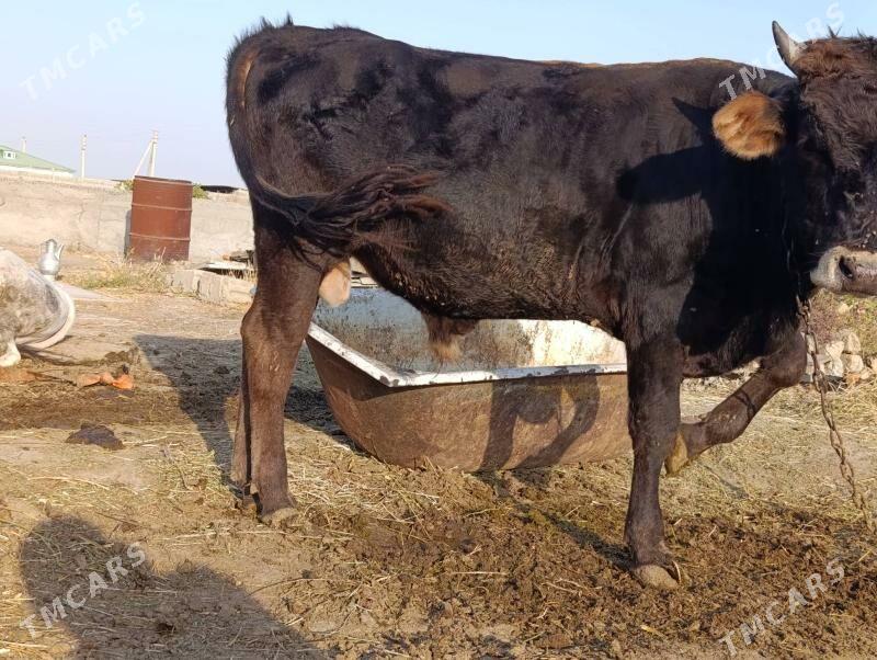 Öküz Tüve - Гёкдепе - img 1