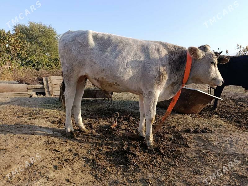 Öküz  Tüve - Гёкдепе - img 3