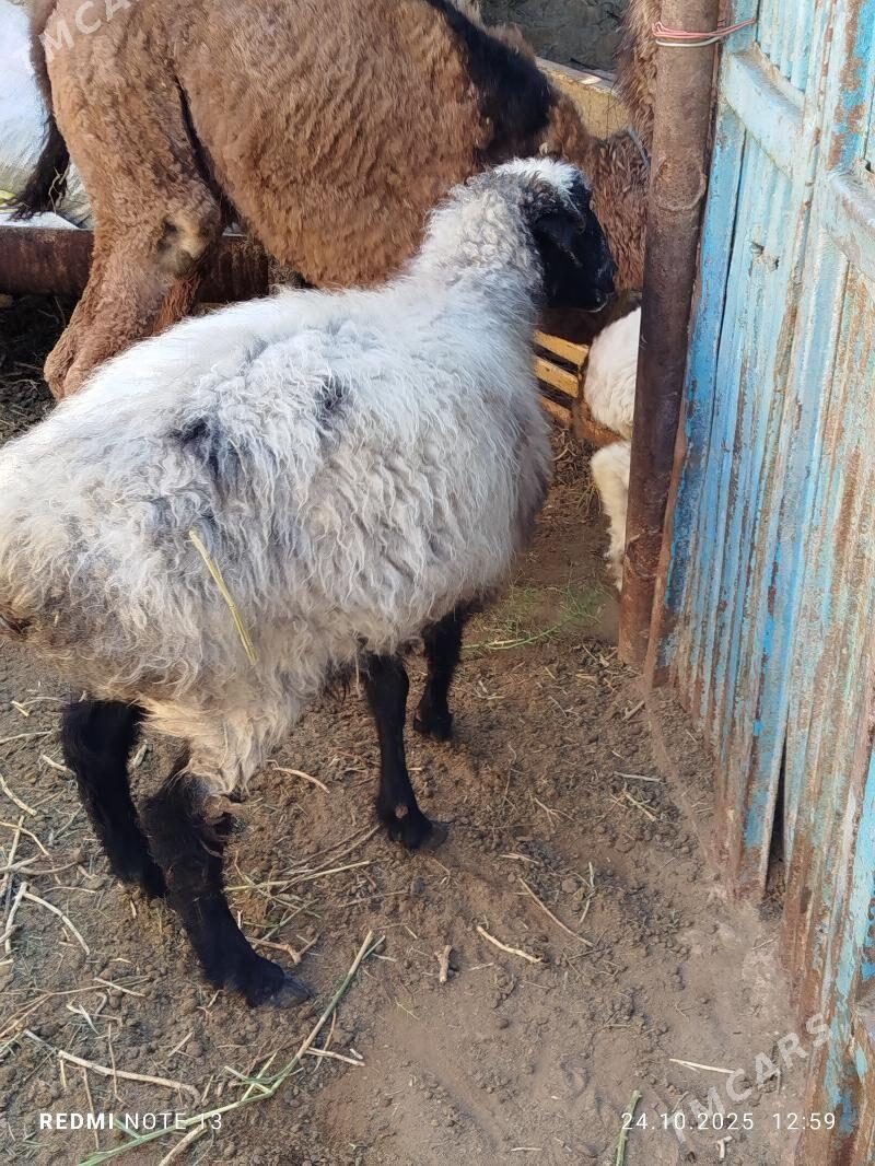 goyun - Jebel - img 3