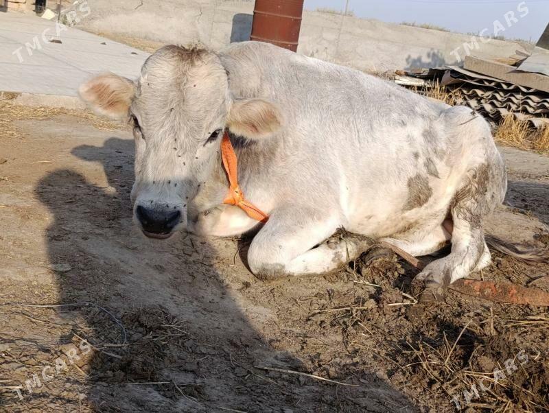 Öküz  Tüve - Гёкдепе - img 5