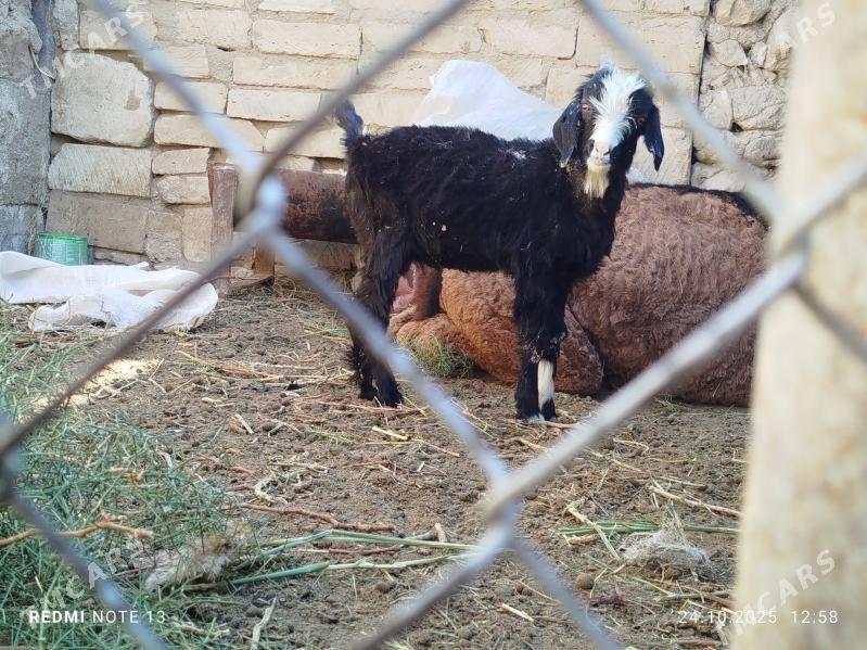 cebis - Джебел - img 3