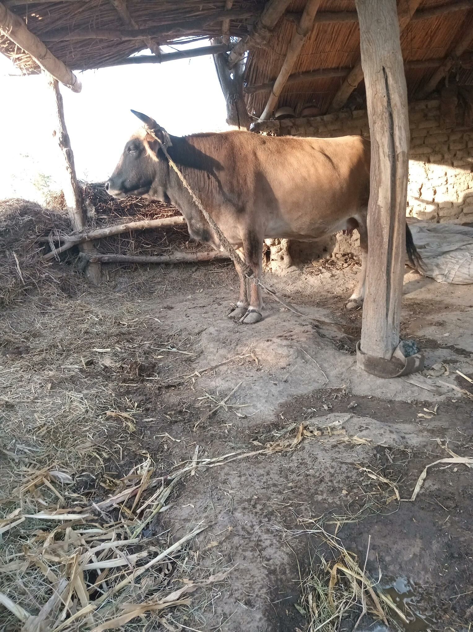 bakylan sygyr - Türkmengala - img 4